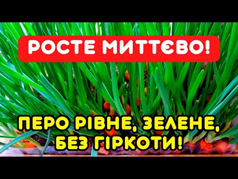 Підказала свекруха 3 ХИТРОЩІ! Що любить цибуля на підвіконні: взимку росте рівна, соковита, смачна