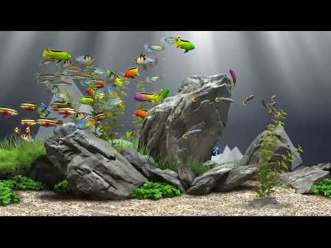 Relaxing Aquarium Fish Tank 139