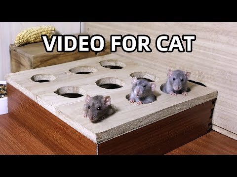 Cat TV🐭Mouse Watch TV🐭Video for Cats to Watch🐭