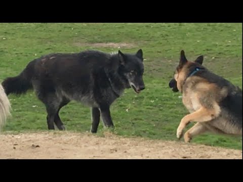 A Huge Wolf-dog Scares a German Shepherd