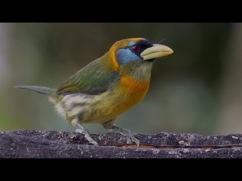 BIRDING ECUADOR by Alana and Greg Dare