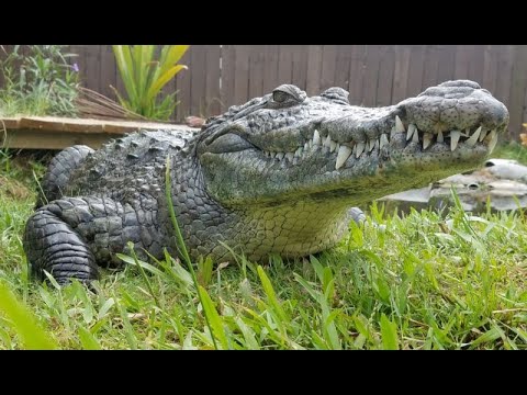 Crocodile Comes When Called