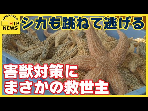 シカも思わず飛び跳ねて逃げ出す　害獣対策に「海の厄介者」が活躍の予感　特徴は強烈な&ldquo;アレ&rdquo;　根室市