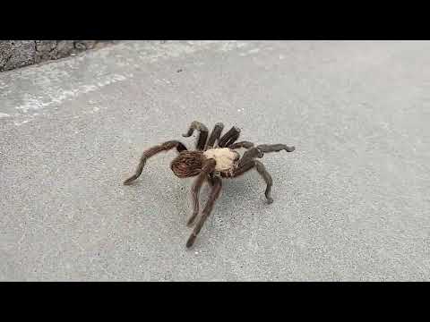 Tarantula at Valley of Fires Recreational Area in New Mexico.