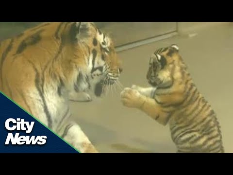 Adorable endangered Amur tiger cub plays with mom at Toronto Zoo