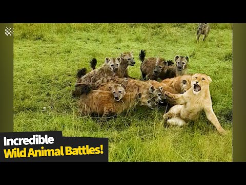 The most incredible wild animal battles captured on camera