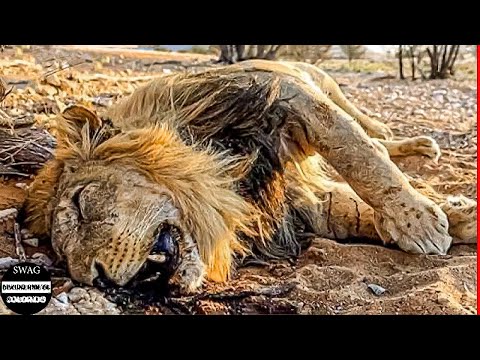 Depredador Brutal En Las Praderas De &Aacute;frica | Documental De Animales