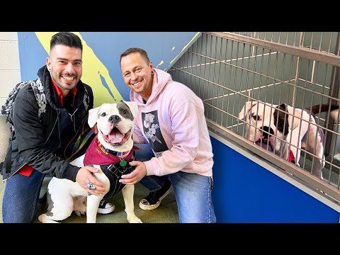 Shelter Dog Named Elvis Adopted by Former Elvis Impersonator