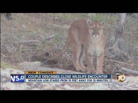 Local hikers come face-to-face with mountain lion