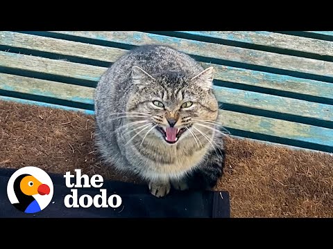 Woman Spends A Year Getting A Feral Cat To Love Her | The Dodo