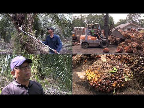 Malaysian palm oil farmers face labour crunch | AFP