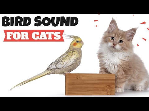 Bird Sound For Cats