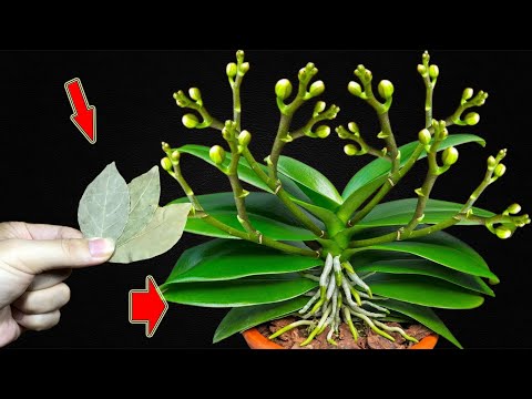 Place A Leaf At The Root! Roots, Leaves And Orchids Bloom 500% More