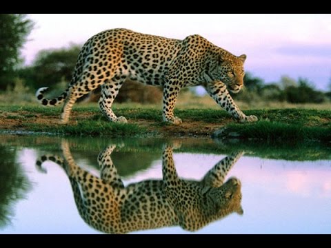 Дикие кошки. Хищники Африки. Леопарды. Фильм от National Geographic