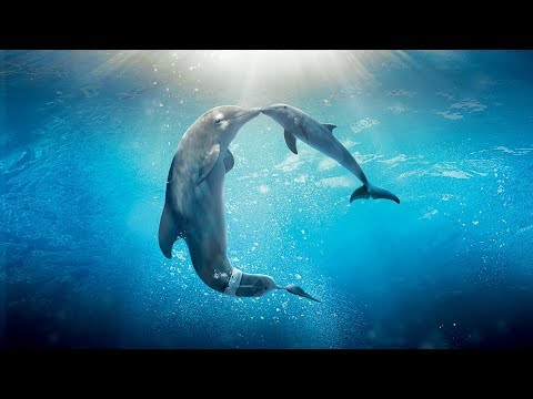 Healing songs of Dolphins &amp; Whales | Deep Meditative Music for Harmony of Inner Peace