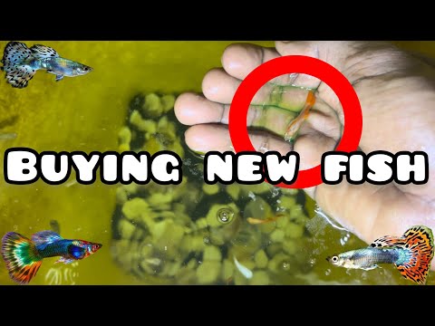 🥳BUYING NEW COLOUFUL GUPPY FISH FOR MY INDOOR POND🐠🌱|| GUPPIES CARE || 