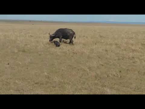 Bufallo gives birth in Mara