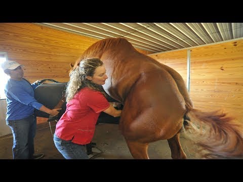 Most Attractive Horse Breeding And Facts in Hindi || सबसे आकर्षक घोड़ा प्रजनन और तथ