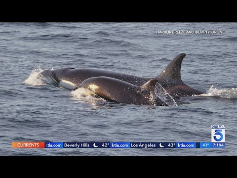 How to watch orca pods off SoCal coast