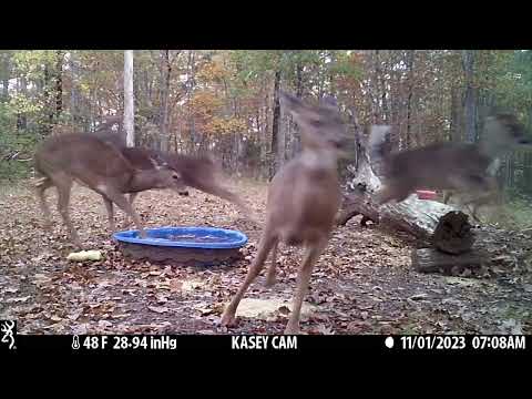 Doe breaks ice in pool, everyone else thought they'd been shot.