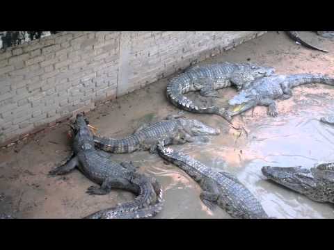 Feeding a live chicken to crocodiles in Cambodia