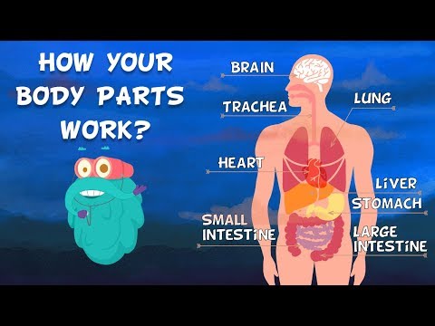 How Do Your Body Parts Work? | Non Stop Episodes | The Dr. Binocs Show | PEEKABOO KIDZ