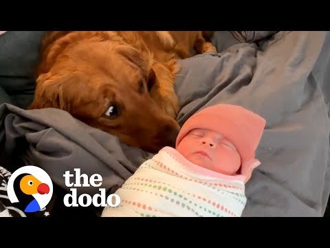 Golden Retriever Thought The Baby Stuff Was For Him | The Dodo