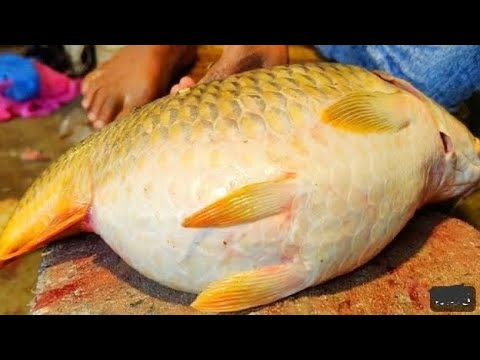 😱😱😱 I Never Seen || Giant Carp Fish Cutting Live In Fish Market | Big Carp Fish Cutting Skills