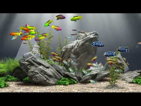 Relaxing Aquarium Fish Tank 138