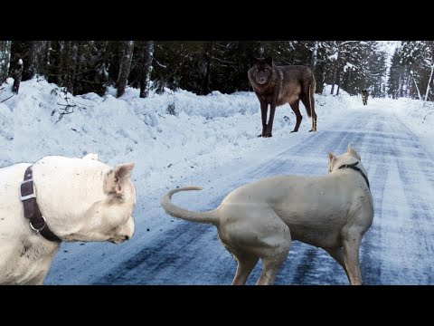 Argentine Dog vs Two Wolves Real Fight to Death