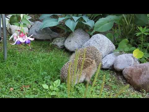 hedgehog argument