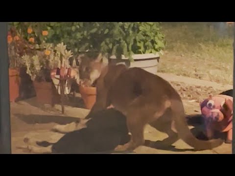 Santa Rosa mountain lion drags dog out of house