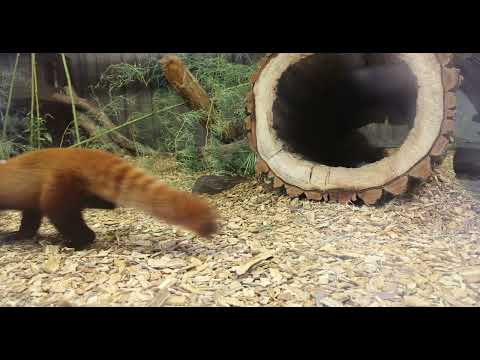 Red Panda Exercise Routine