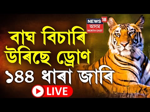 LIVE : Tiger Terror | 144 Imposed in Nagaon | বাঘৰ মুক্ত বিচৰণক লৈ নগাঁৱত জাৰি ১৪৪ ধাৰা | Assam