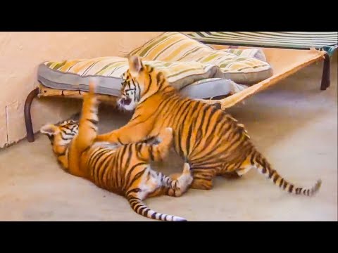 Twin Tiger Cubs Get Possessive Over Their Food! | Tigers About The House | BBC Earth Kids