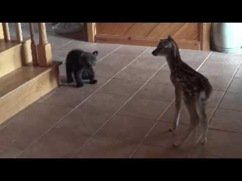 Bear Cub meets fawn for first time