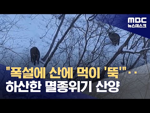 &quot;폭설에 산에 먹이 '뚝'&quot;‥하산한 멸종위기 산양 (2023.12.24/뉴스데스크/MBC)