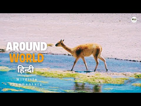 Around The World [2024] हिन्दी डॉक्यूमेंट्री | Wildlife documentary in Hindi