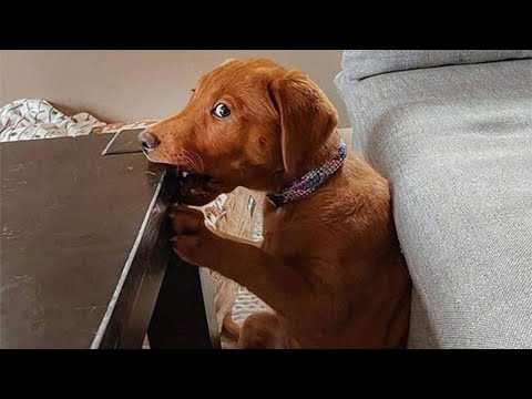 50 Funny Animal Videos To Crack You Up All Long Day