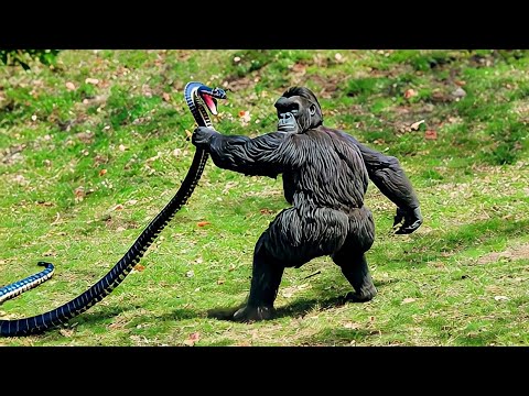 When Animals Messed With The Wrong Opponent !