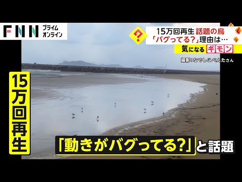 「めちゃくちゃ変な動き」15万回再生された話題の鳥　&ldquo;バグっている&rdquo;動きの理由は