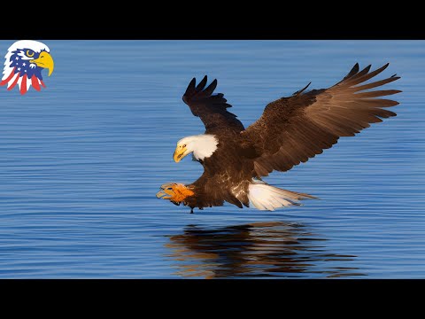 Unlock the Power and Grace of the Majestic Bald Eagle