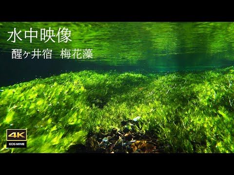 4K + Natural environmental sounds / Flowers blooming in cold spring water Baikamo Samegaijuku