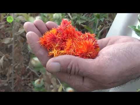 زراعة العصفر &ndash; Safflower cultivation