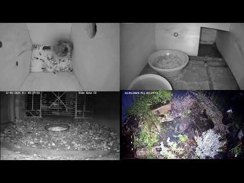 Live hedgehogs 20240111