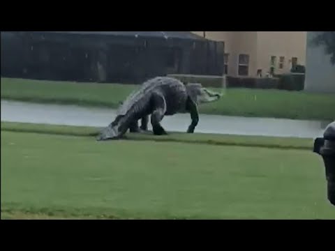 Massive Alligator on Florida Golf Course Looks Like Godzilla