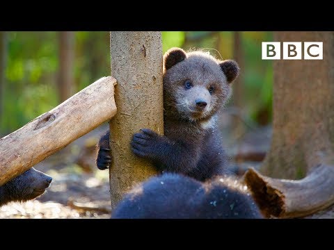 Orphaned bear cub's incredible recovery story 😍🐻- BBC