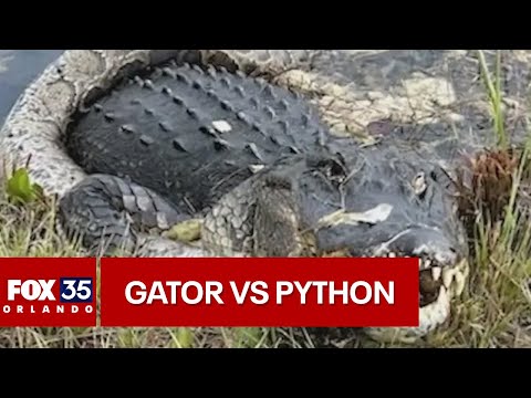 Alligator vs. python fight caught on camera in the Florida Everglades