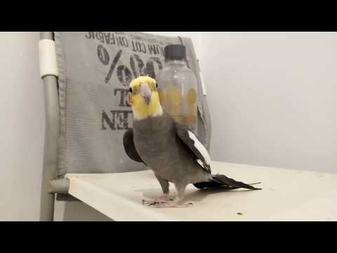 Phoebe happy Cockatiel singing Game Of Thrones and more