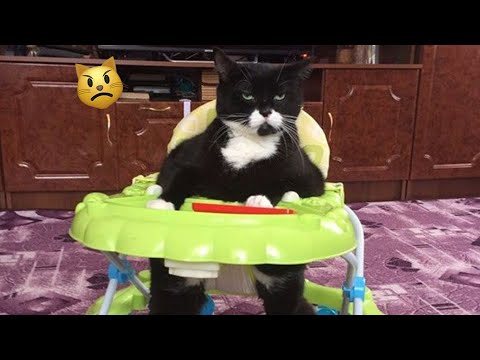 CATS will 102% make you laugh 😍 Funniest Animals 😅 New Funny Cats Moments 😸